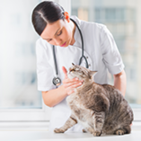 chat chez le vétérinaire